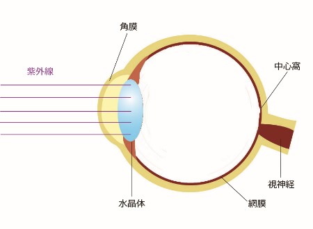 目への影響１