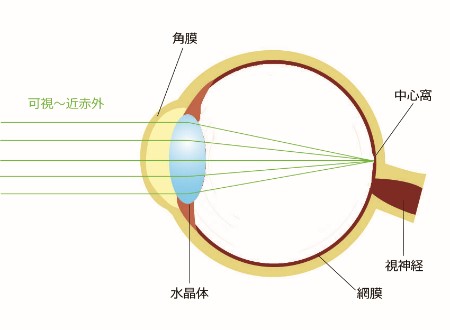レーザーの目への影響2(レーザー遮光メガネの重要性）
