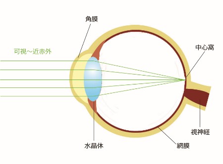 目への影響2