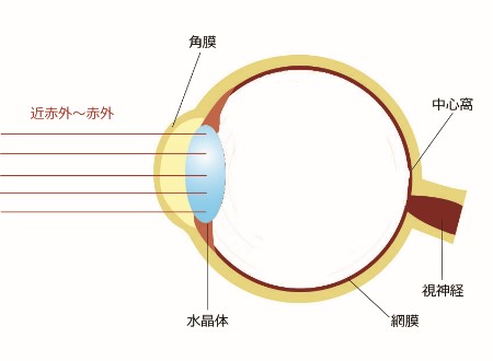 レーザーの目への影響3(レーザー遮光メガネの重要性）